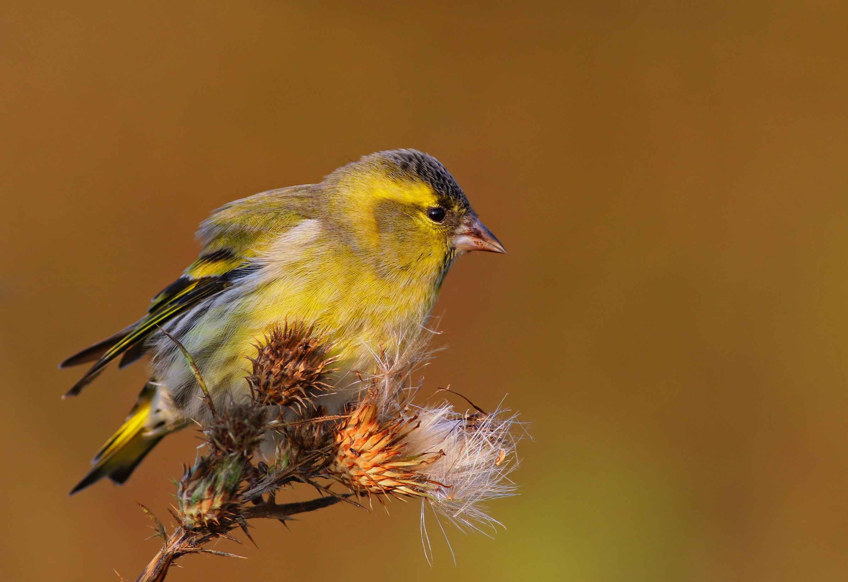 Eurasian Siskin